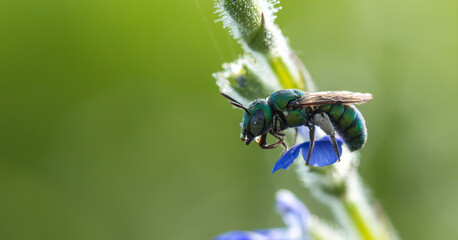 Close up image of colorful cuckoo wasp resting on a little flowers