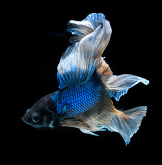 beautiful betta fish