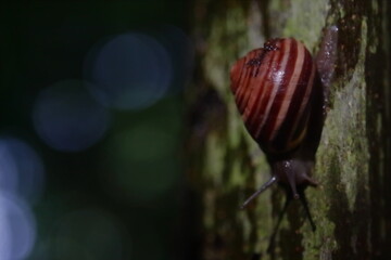 snail coming down from a tree