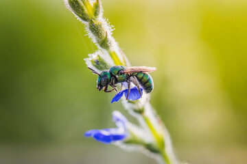 Close up image of colorful cuckoo wasp resting on a little flowers