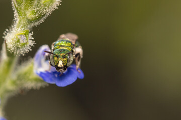 Macro Image of Wasp Face 