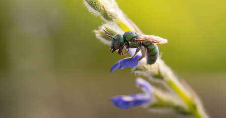 Close up image of colorful cuckoo wasp resting on a little flowers