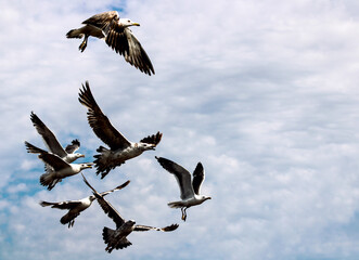 Beautiful calm and nice sky with sea gulls birds in a flight clouds landscape. Abstract Minimalist wallpaper.