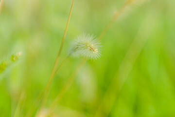 Closeup of fuzzy plant