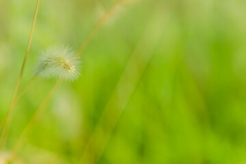 Closeup of fuzzy plant