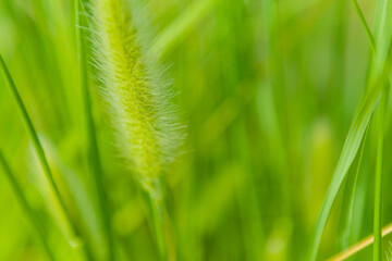 Closeup of fuzzy plant