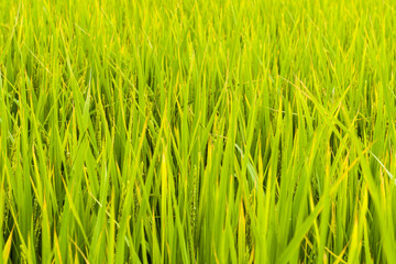 Closeup of rice paddy