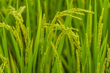 Fototapeta na wymiar Closeup of grains of rice