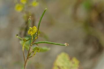 Green string beans on vine