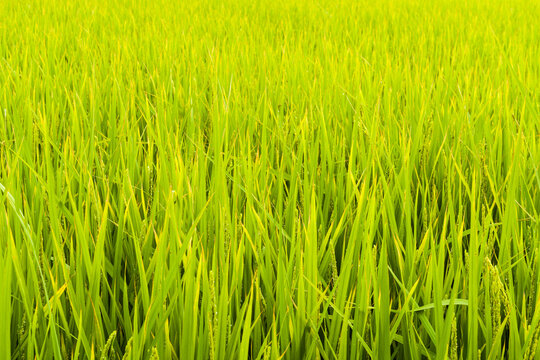 Closeup of rice paddy