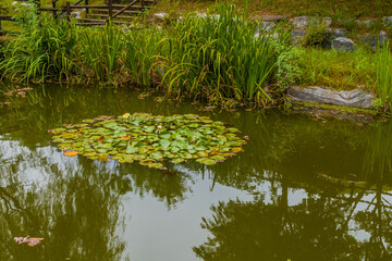 Lily pad with one beautiful yellow lily and one reddish lily in shallow pond with tall reeds on the shoreline.