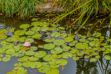 Lily pad with beautiful single pink lily