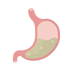 Internal organ digestive tract human system, Vector illustration