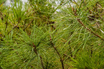 Closeup of pine needles