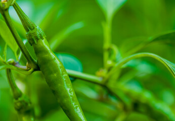  Green chili pepper on vine