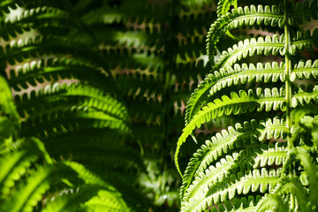 Ostrich, fiddlehead or shuttlecock fern ornamental leaves through the summer sunlight.