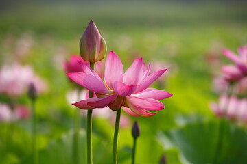 lotus