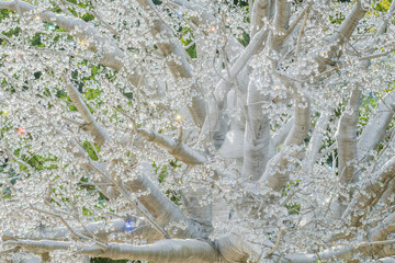 Top branches of silver tree