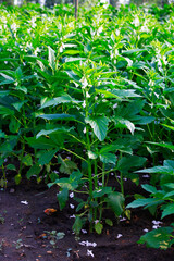 Sesame flowering