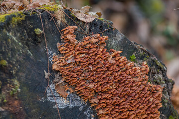 Small brown shelf mushrooms on side of tree.