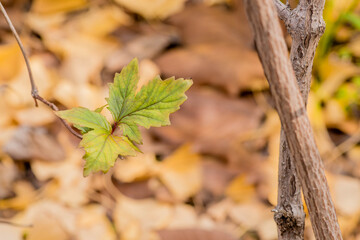 Small green leaves on branch