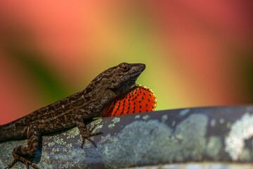 Florida Lizard