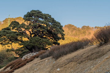 Large evergreen tree on hilltop