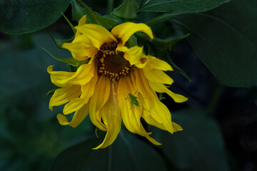 Tiny Green Bush Cricket on a yellow Sun Flower
