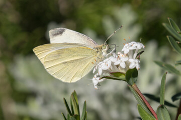 Cabbage White Butterfly feeding on flowers