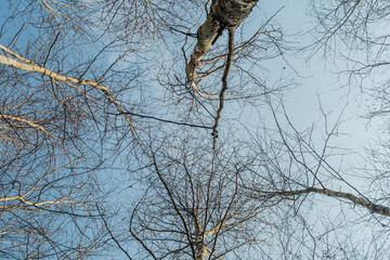 View of sky through grove of young birch