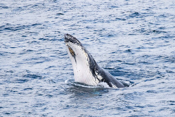 Obraz premium Humpback Whale breaching with head out of water