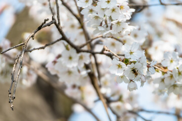 Bee on cherry blossom gathering nectar