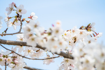 Bee on cherry blossom gathering nectar