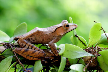 Borneo eared tree frog, polypedates otilophus