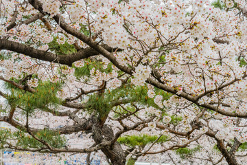 Branches of cherry blossom tree