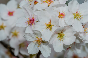 Closeup of cheery blossom flowers