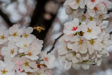 Bee flying toward cherry blossoms