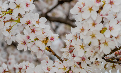  Bee on cherry blossom gathering nectar