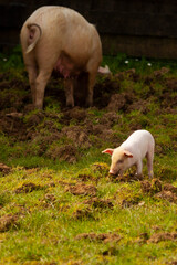 A cute little piglet is grazing on a pasture while his/her mom with big mammary glands is grazing alone in the background. 