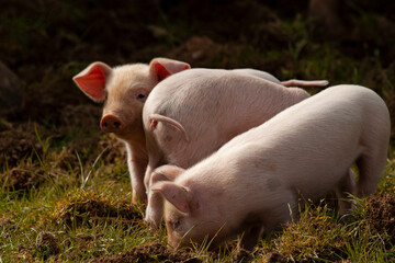 Three little baby pigs are grazing together in a pasture. The ones on the sides are looking towards the camera while the one in the middle is turned other way round creating a funny composition.
