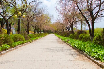 A path in the park in Spring