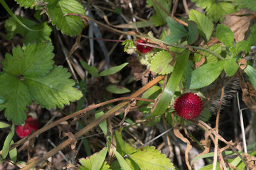 Wild red berries in green shrubbery.