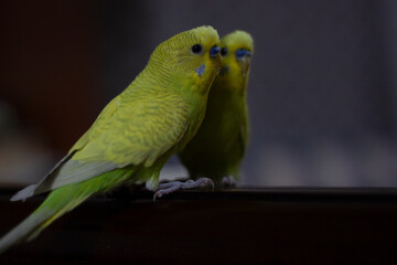 A yellow green pet budgerigar bird (parakeet) is trying to communicate with its mirror image.