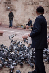 Image depicts a flock of doves gathered at an urban location where an old man is spreading a bag of...