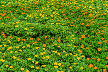 Yellow and orange flowers