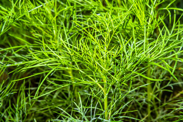 Lush bright green plant