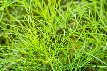 Lush bright green plant