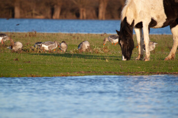 a wild horse and some ducks are grazing freely in a grassland by a wetland.