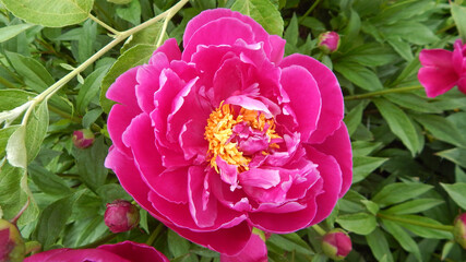 pink peony 