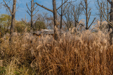 Fototapeta premium Feather grass growing in public park.